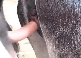 Incredibly seductive horse enjoying raw sex