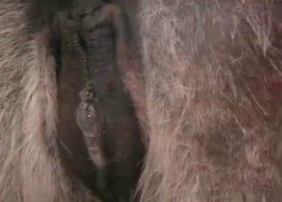 Incredibly seductive horse enjoying raw sex
