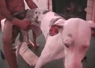 Dog with dots enjoying hardcore fucking