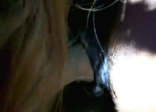 Luxurious horse gets a fist up the hole