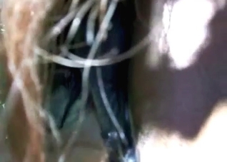 Luxurious horse gets a fist up the hole