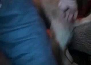 Two horny dogs enjoying this threesome