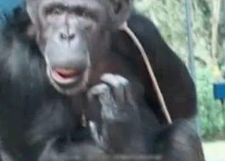 Foot fetish video starring a fucking monkey