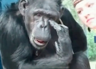 Foot fetish video starring a fucking monkey
