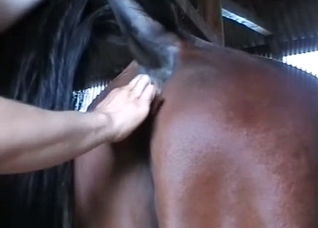 Horse asshole and pussy getting teased