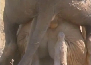 Lusty lioness taking that cock from behind