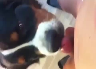 Dude gets a blowjob from his dog