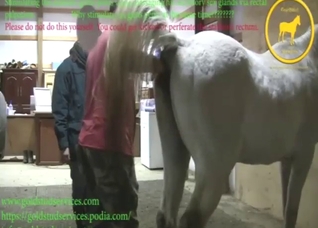 Horse with a hot body will be jerked off