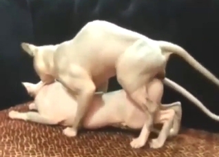 Cat fucking scene with two deranged animals
