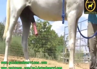 Handjob zoo XXX with a horse that gets a nice HJ
