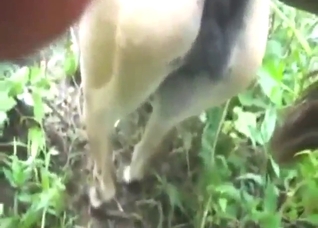 Dude wants to fuck a mare's wet pussy hard