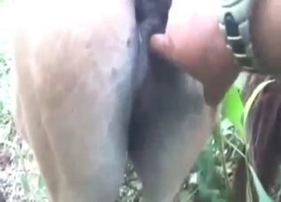 Dude wants to fuck a mare's wet pussy hard