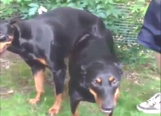Doberman dicking in a zoophile porn movie