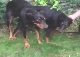 Doberman dicking in a zoophile porn movie