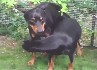 Doberman dicking in a zoophile porn movie