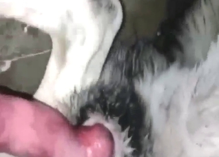 Pure filth with a cock-riding zoophile hottie