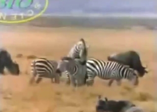 Zoophile porn with animals that fuck around
