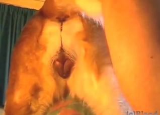 Guy's unrelenting zoo sex lust is on display