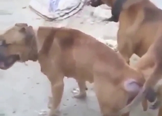Zoo porn with hot brown beasts mating hard