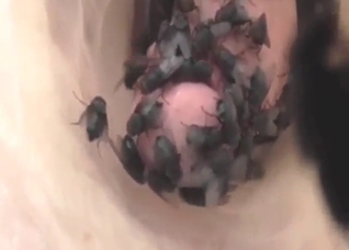 Flies flock to his cock and he enjoys tingles