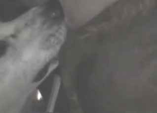 Threesome zoo porn with a dog that sucks dong