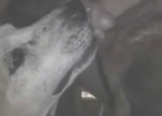 Threesome zoo porn with a dog that sucks dong