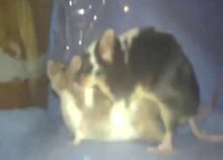 Mice mating session with messy orgasms and such
