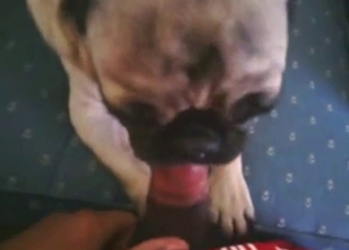 Bulldog is lucky that this guy's cock is SO small