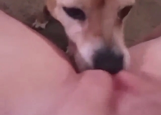 Skilled dog is going to lick that pussy up close