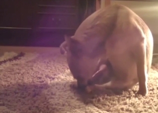 Dog's autofellatio session with plenty of teasing