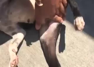 Dog is going to get fingered with passion outside