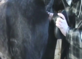 Seduction of a stallionтАж with his mot-used toy