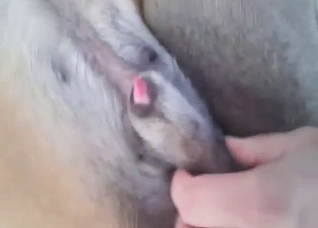Dude is happy to see an animal licking dick