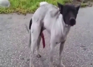 That dog has the hottest cock, it's so suckable