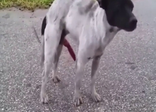 That dog has the hottest cock, it's so suckable