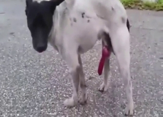 That dog has the hottest cock, it's so suckable