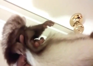 Ferret masturbation and teasing from a female
