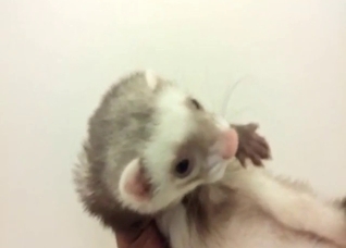 Ferret masturbation and teasing from a female
