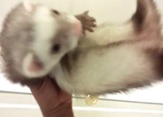 Ferret masturbation and teasing from a female