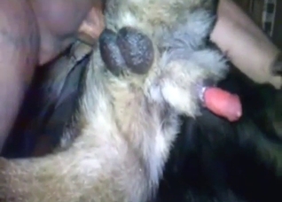 Tense bestiality porn with a guy fucking dog