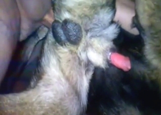 Tense bestiality porn with a guy fucking dog