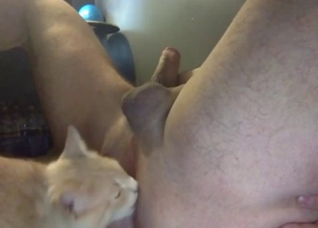 Bestiality porn you can smell: cat licks hot ass