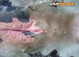 Cattle bestiality porn with close-up pussy footage