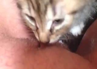 Kitten zoo porn with lots of close-up licking