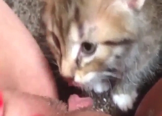 Kitten zoo porn with lots of close-up licking