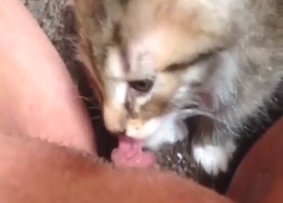 Kitten zoo porn with lots of close-up licking