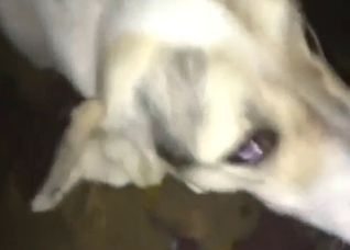 Sexy zoophile in a doggystyle fuck session