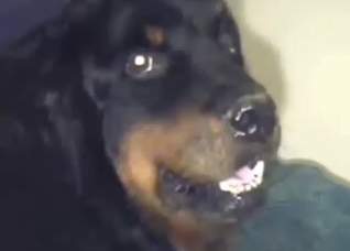 Epic zoo porn with a guy fucking that slutty beast