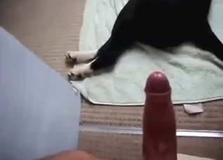 Close-up bestiality sex with deep, DEEPER fucking
