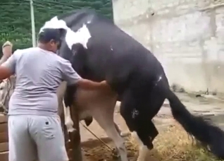 Animal zoo sex with a donkey and a slutty horse